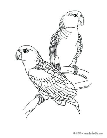 364x470 Realistic Bird Coloring Pages 1table.co