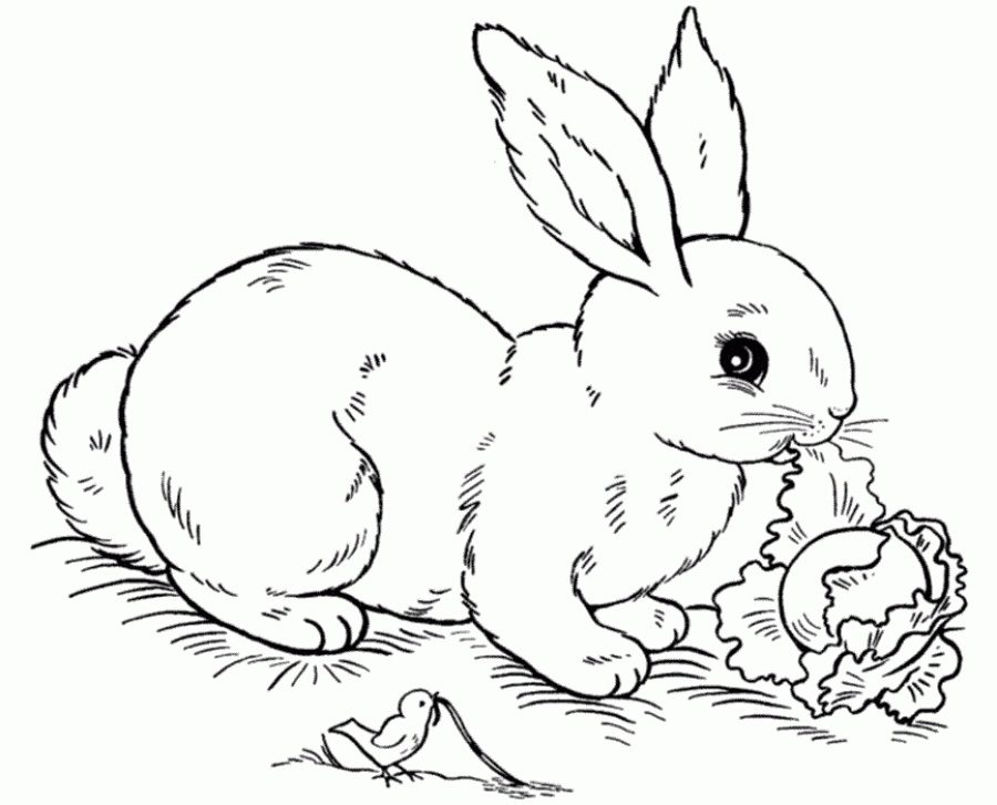 900x727 Free Rabbit Eating Cabbage Coloring Pages Animal Coloring Pages