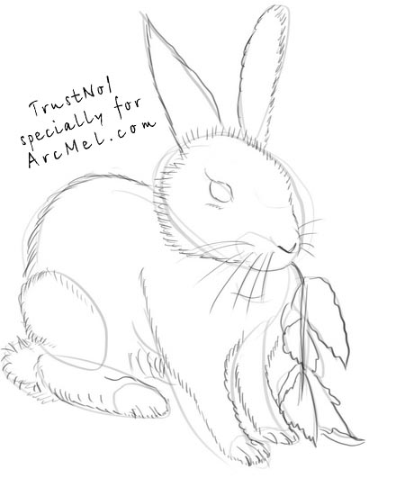 450x531 How To Draw A Bunny Step By Step