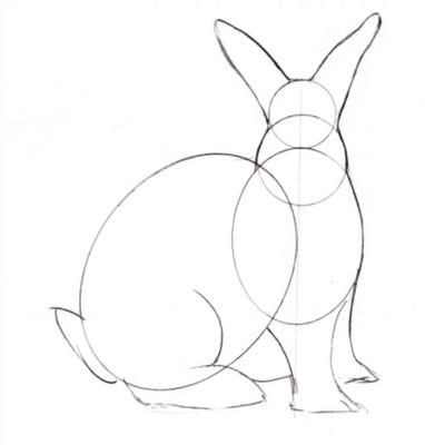 382x400 55 Best Rabbit Study Images On Animal Anatomy, Bunnies