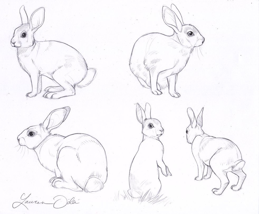 982x813 Rabbit Drawings