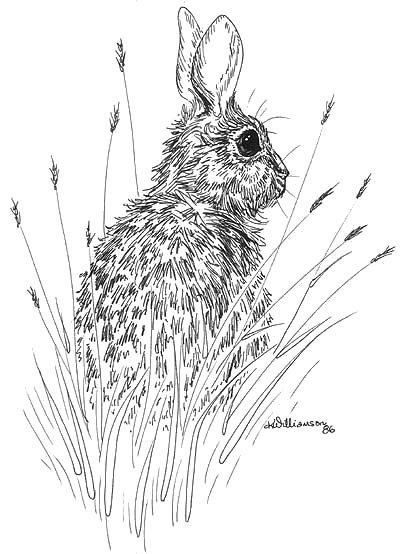 400x554 Rabbit Sketch