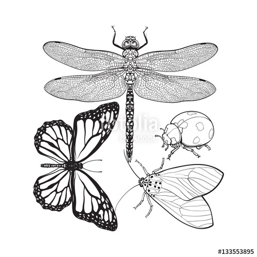500x500 Set Of Insects Like Dragonfly, Butterfly, Ladybird And Moth