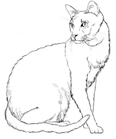 401x480 Cat 7 Coloring Page Free Printable Coloring Pages