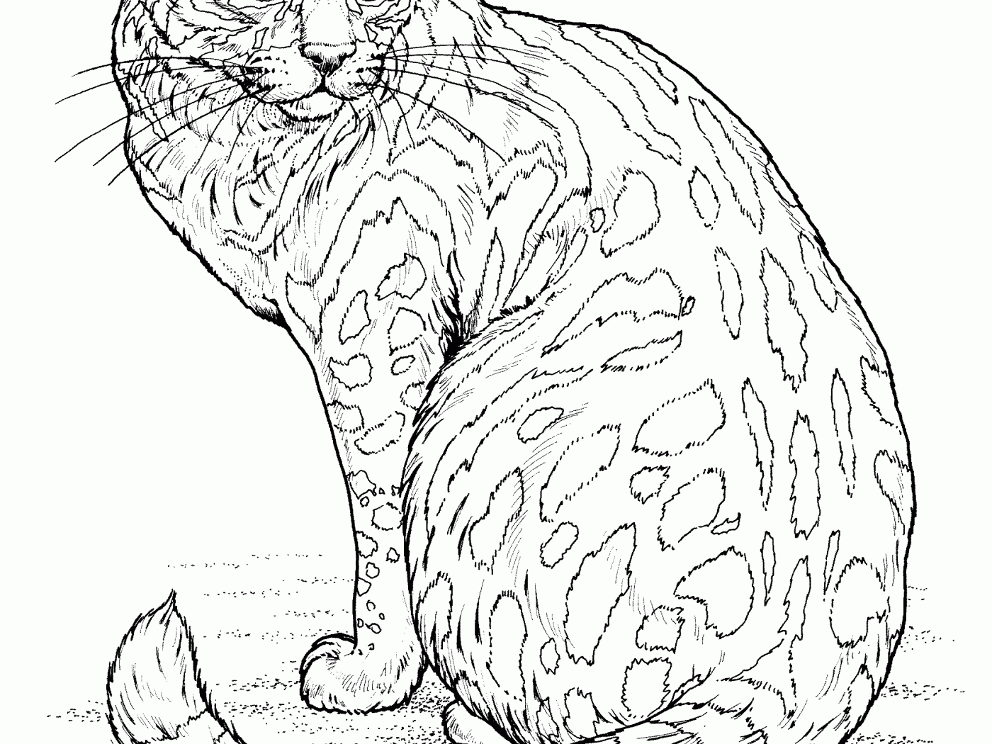 Cat Coloring Pages Realistic Cat Coloring Page Animal - vrogue.co