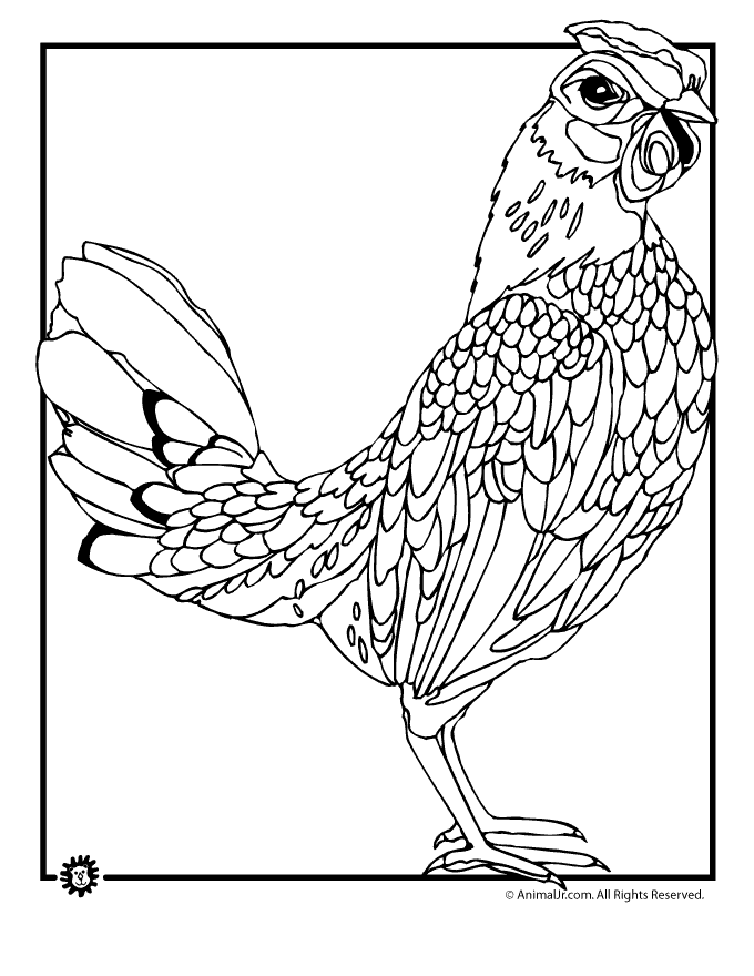 680x880 Chicken Coloring Pages Realistic Chicken Coloring Page Animal Jr
