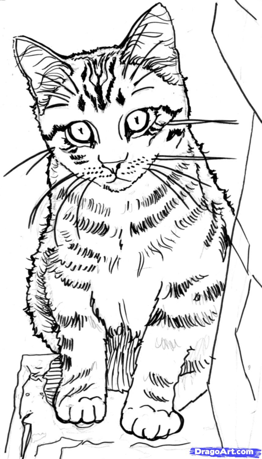 858x1500 Homemade Cat Food Drawing Techniques, September And Sketches