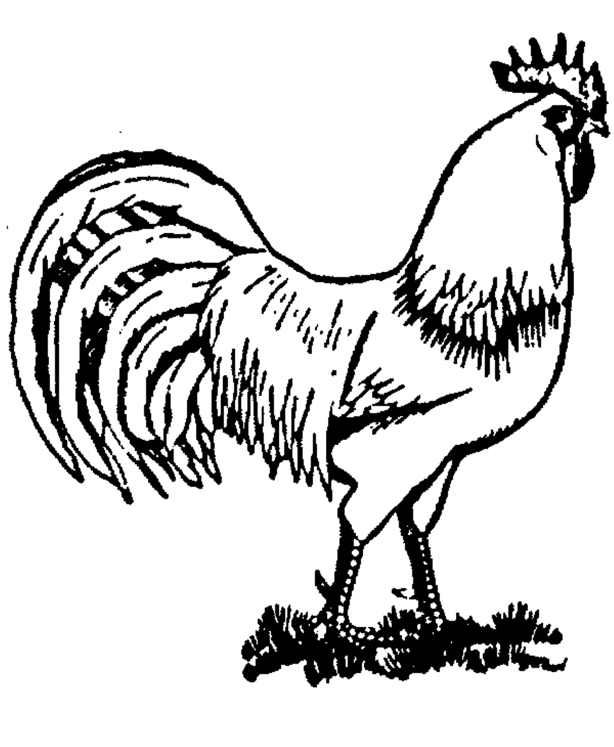 1266x1540 Realistic Farm Animal Coloring Pages Roosters