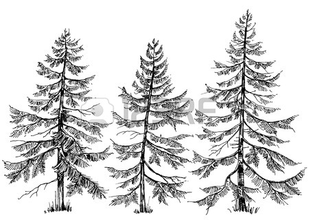 450x323 Pine Forest Hand Drawn Border Royalty Free Cliparts, Vectors,
