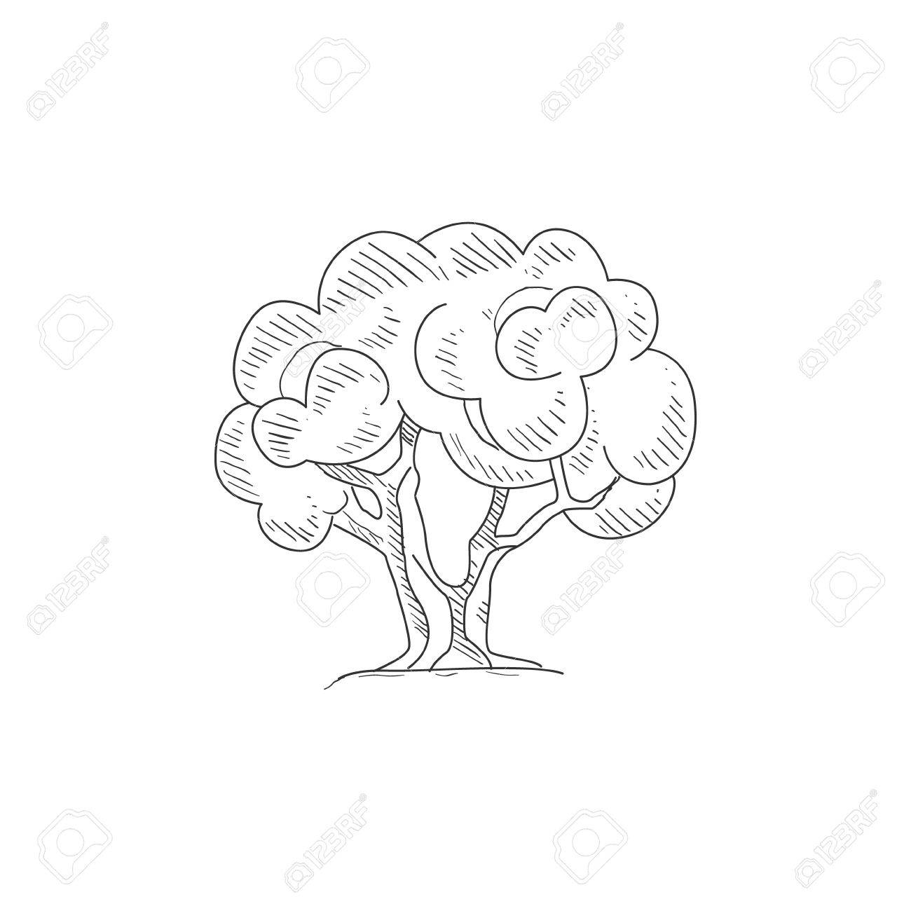 1300x1300 Olive Tree Hand Drawn Realistic Detailed Sketch In Classy Simple