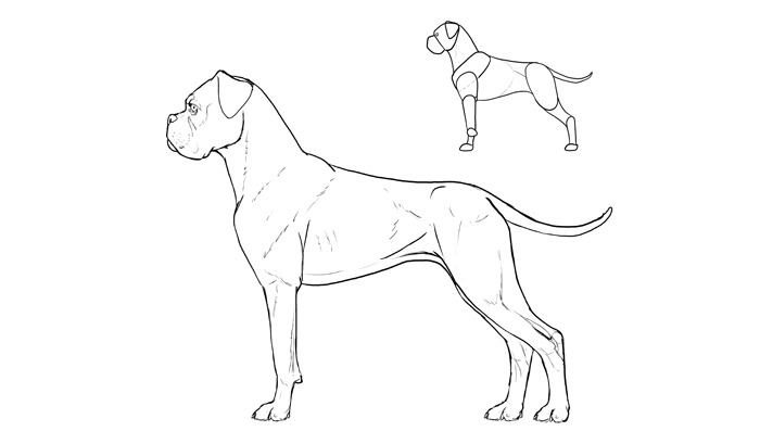700x409 How To Draw A Dog Details Make The Difference