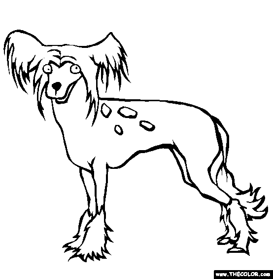 554x565 Realistic Dog Coloring Pages Find Beautiful Coloring Pages