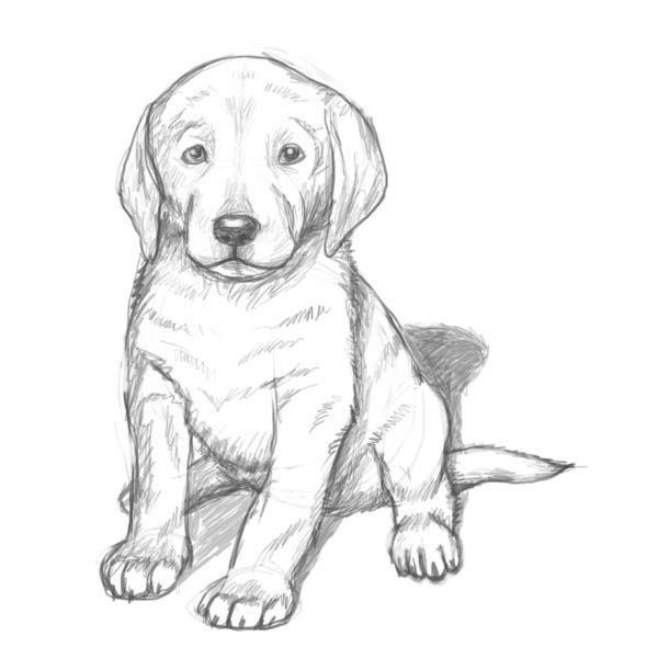 600x600 Realistic Lab Dog Coloring Pages Color Bros