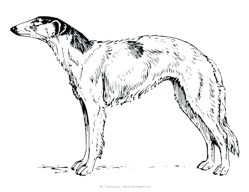 863x667 Complete Realistic Dog Coloring Pages New Harry The Dirty Page