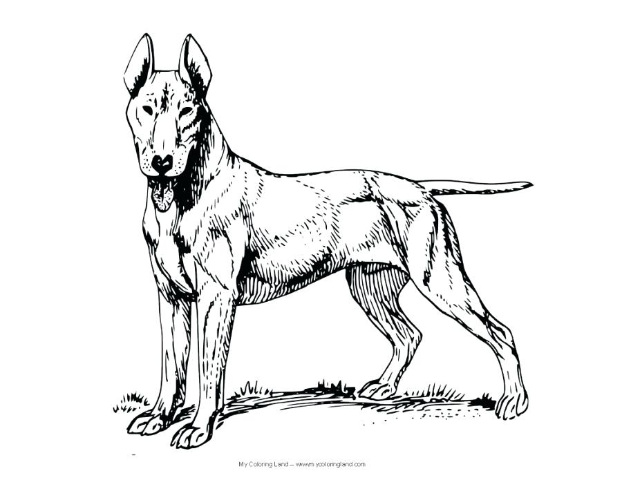 900x695 Incredible Astounding Realistic Dog Coloring Pages Crayola Photo