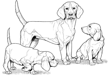 440x300 Dog Color Pages Printable Dog Coloring Pages By Yuckles! Dog