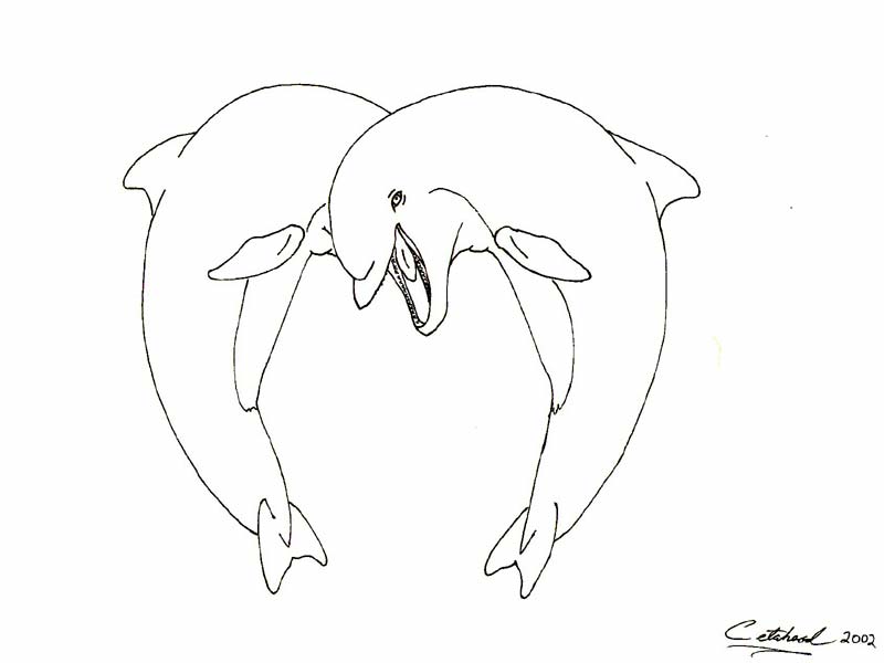 800x600 Dolphin Sketches