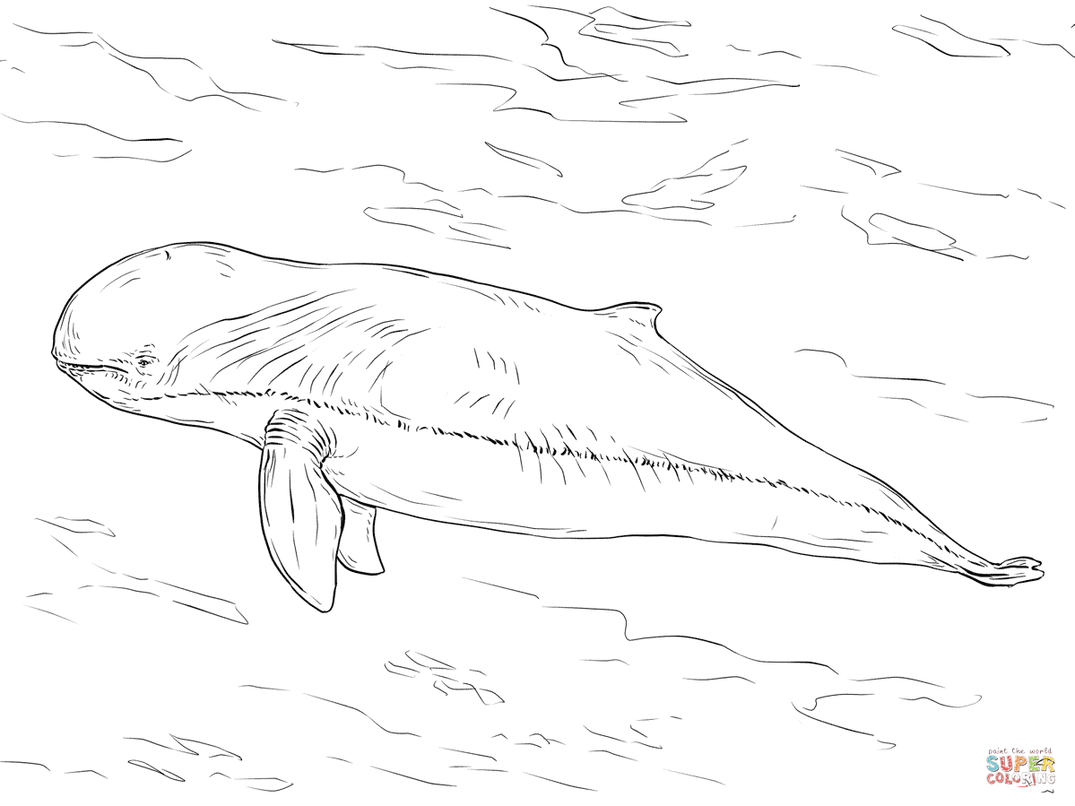1199x899 Irrawaddy Dolphin Coloring Page Free Printable Coloring Pages
