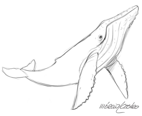 600x494 Humpback Sketch My Passion Sketches, Draw And Tattoo