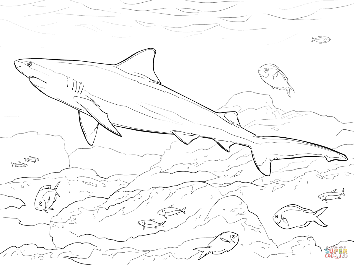 1199x899 Surprising Bull Shark Coloring Page Realistic With Realistic