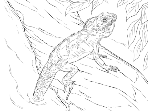 480x360 Drawn Water Dragon Realistic