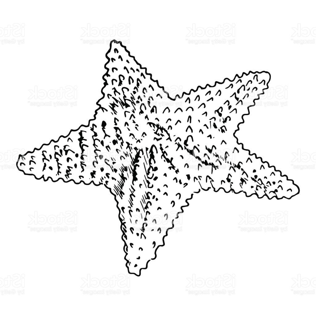 1024x1024 Unique Starfish Realistic Sketch Sea Star Isolated On White Vector