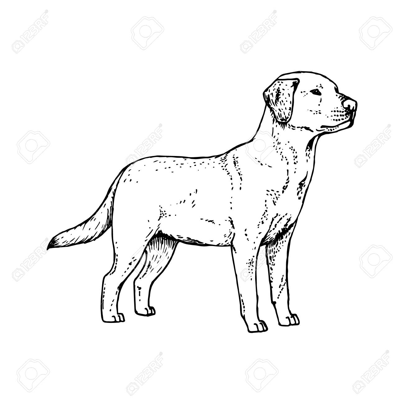 1300x1300 Hand Drawn Dog Labrador. Retro Realistic Animal Isolated. Vintage