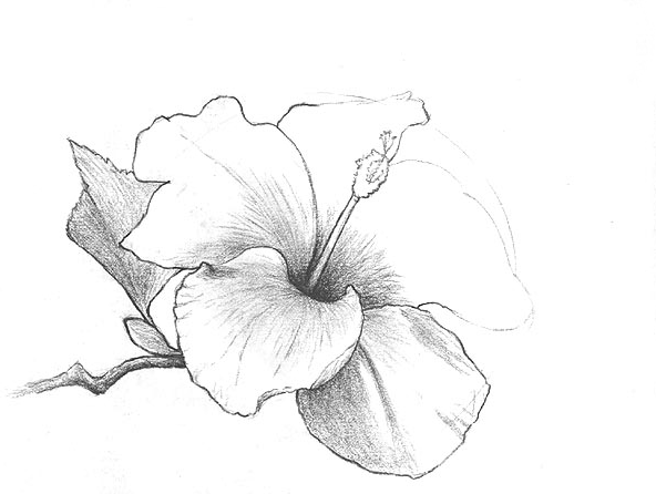 Realistic Drawing Of A Flower at GetDrawings | Free download