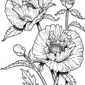300x300 Poppy Coloring Pages Awesome Drawing Of California Poppy