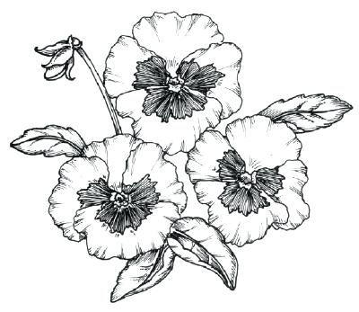400x347 Realistic Flower Coloring Pages Realistic Flowers Coloring Pages