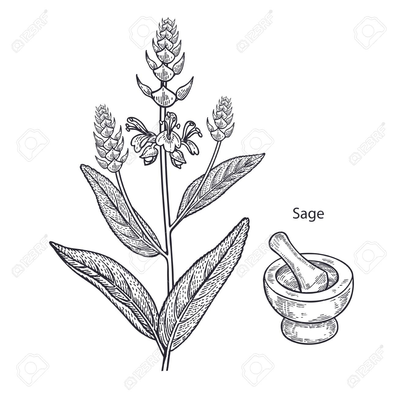 1300x1300 Realistic Medical Plant Sage, Mortar And Pestle. Vintage Engraving
