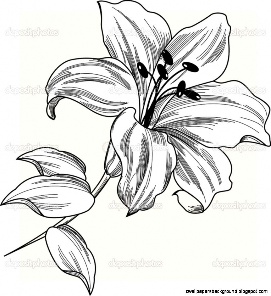 939x1024 Drawing Of A Lily Flower Lily Flowers Drawings Flowers