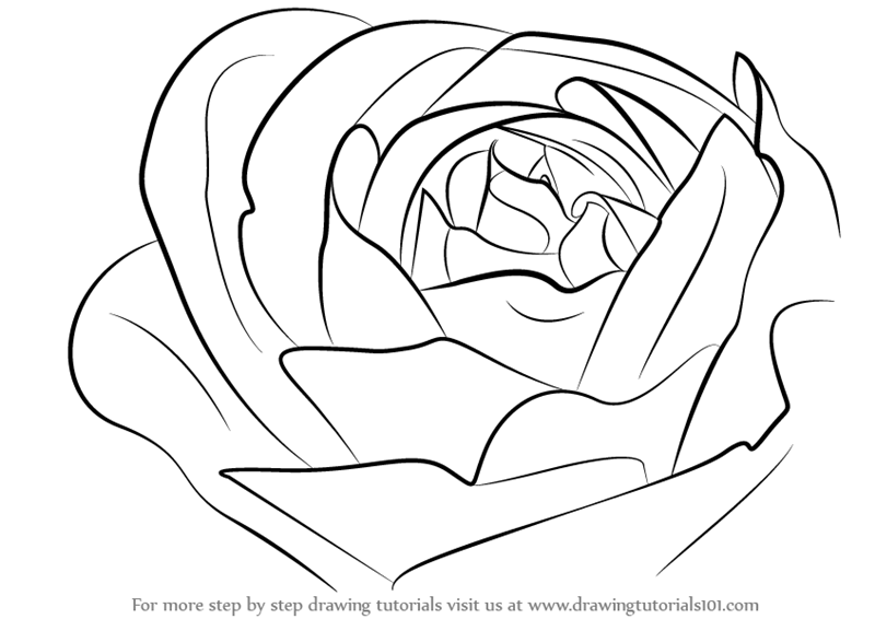 800x566 Drawing How To Draw A Realistic Rose Step By Step For Beginners