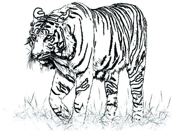 600x451 Luxury Realistic Animal Coloring Pages And Realistic Animal