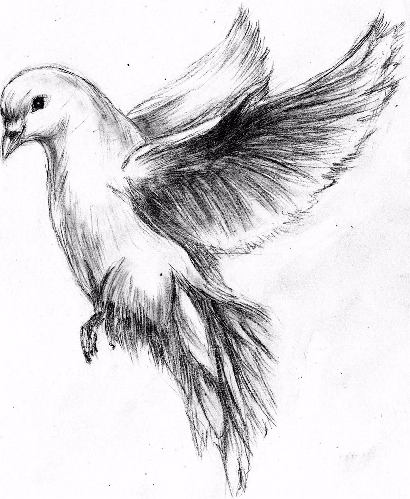 842x1024 Quick Sketch Of Dove By Maxymusfm