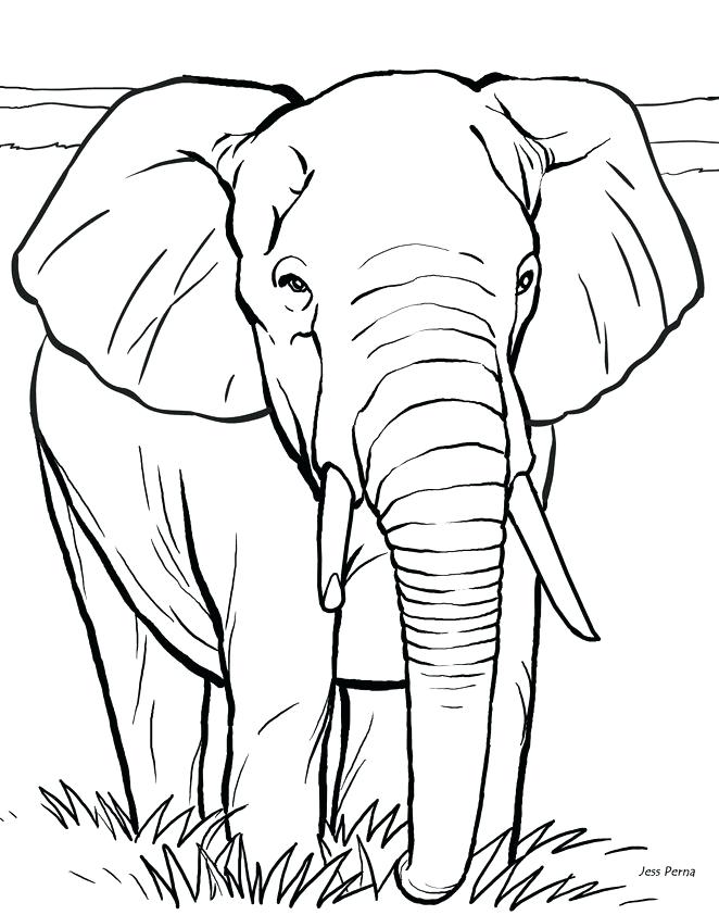 662x842 Real Animal Coloring Pages Elephant Drawings Site Image Colorful