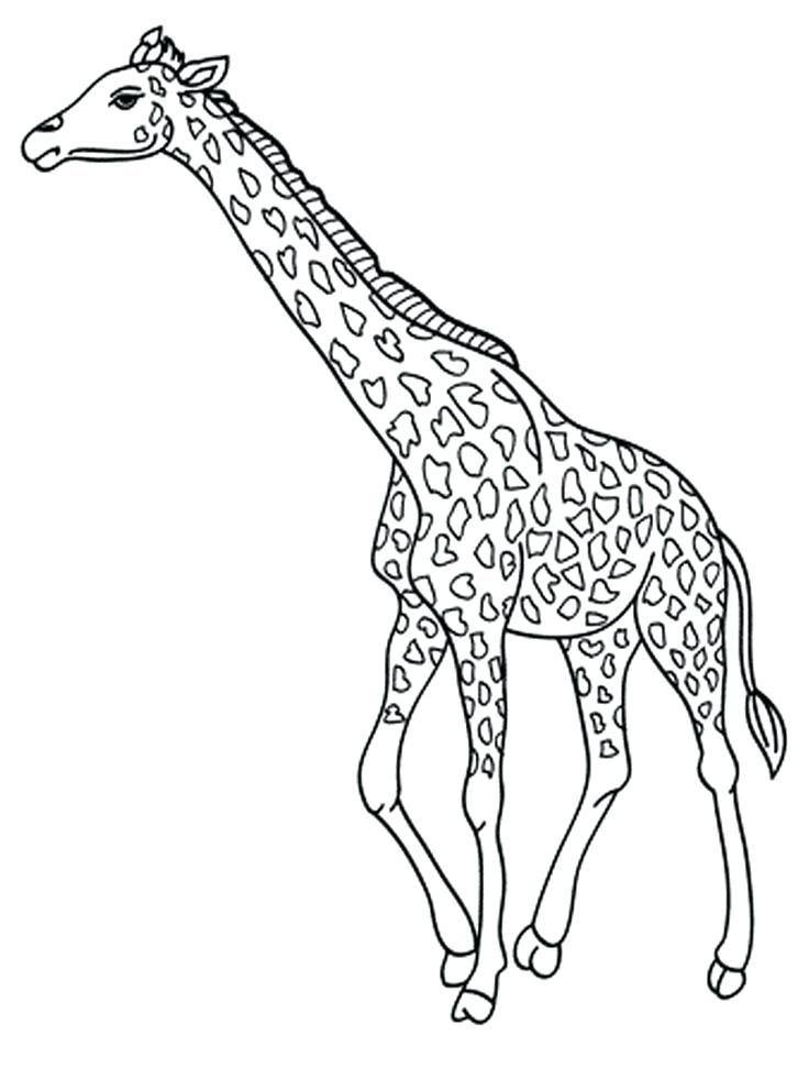 736x981 Realistic Coloring Pages Of Animals Giraffe Coloring Pages