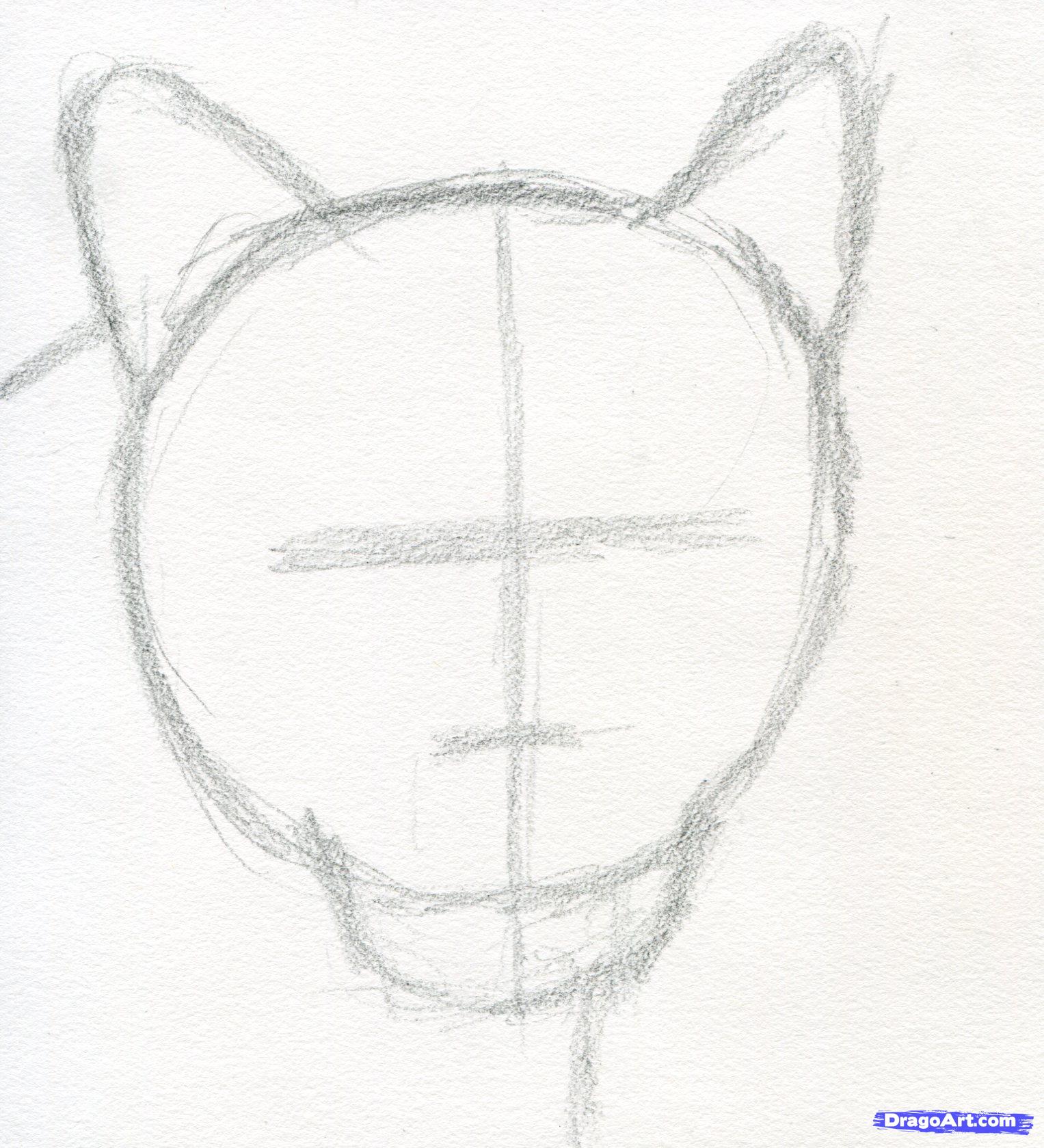 1527x1679 How To Draw A Realistic Puma, Mountain Lion Step 2 Art