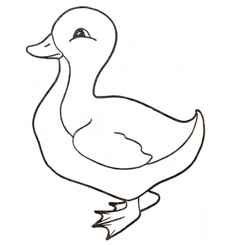 446x480 Duckling Coloring Page Free Printable Coloring Pages
