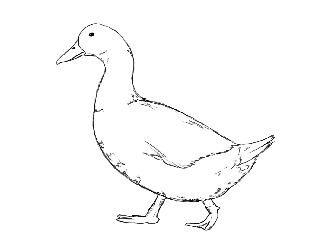 1024x819 Drawing Of A Duck Drawing Lesson