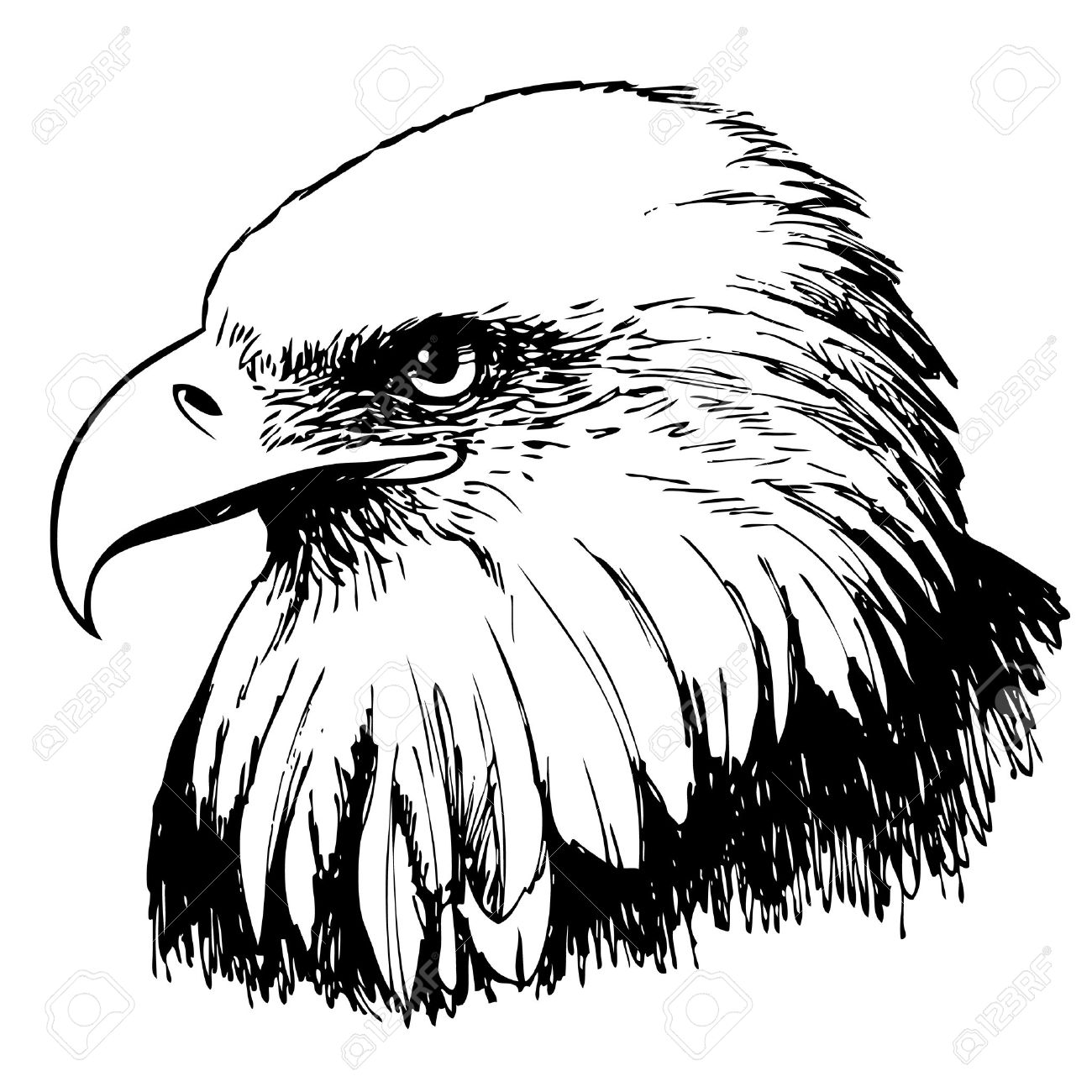 1300x1300 Black And White Eagle Hand Drawn On White Background Royalty Free