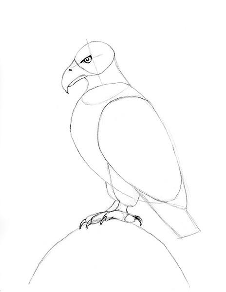 464x600 Drawing A Bald Eagle Feet Detail Art Bald Eagle