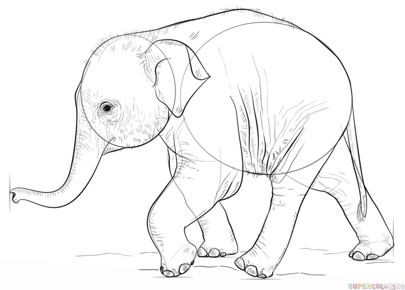 802x575 How To Draw A Baby Elephant Step By Step Drawing Tutorials