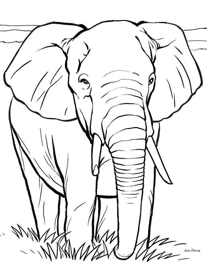 662x842 Real Animal Coloring Pages Animal Coloring Pages Online Real