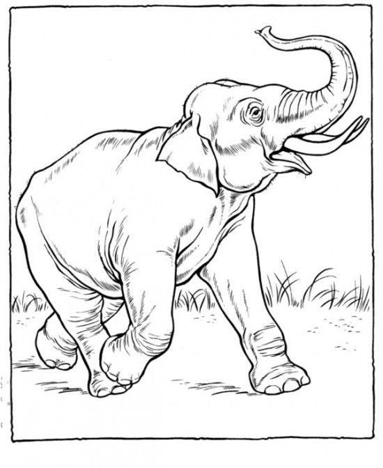550x672 The Best Zoo Animal Coloring Pages Ideas On Zoo