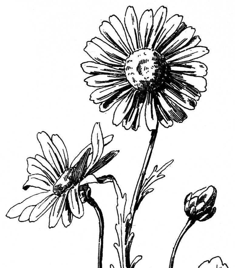 774x882 Free Daisy Drawing Graphicsfairy Thumb