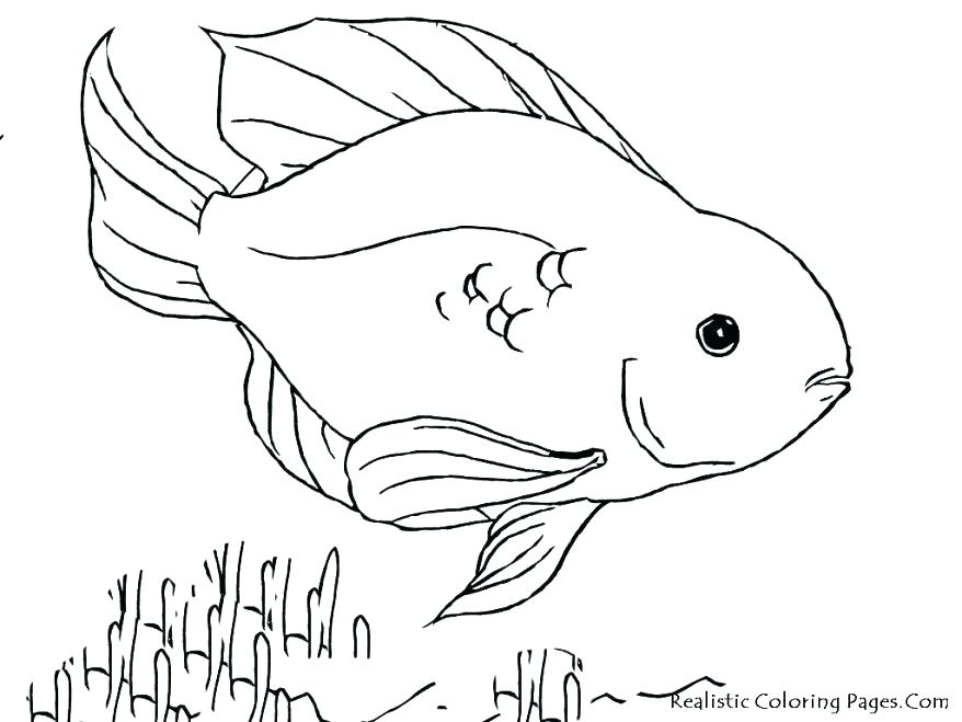 878x659 Realistic Fish Coloring Pages Realistic Coloring Tropical Fish