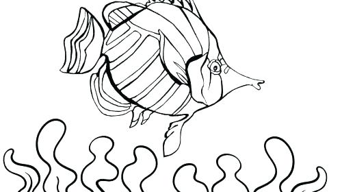 500x280 Realistic Fish Coloring Pages Realistic Fish Coloring Pages