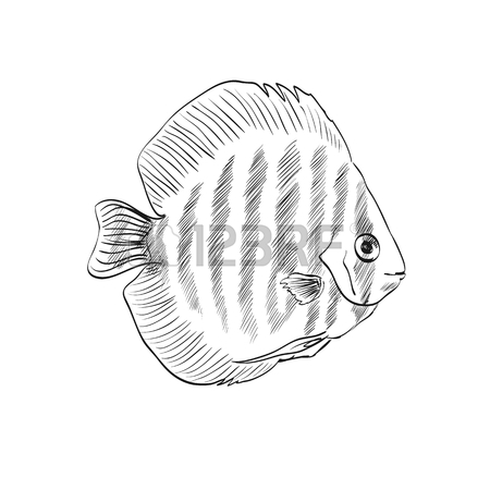 450x450 Vector Sketch Of A Stingray On A White Background Royalty Free