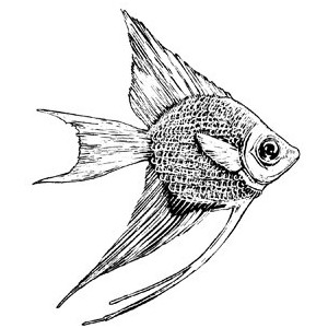 300x300 Drawn Fish Realistic